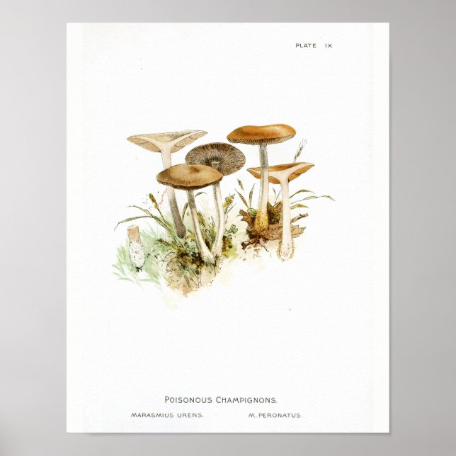 Vintage 1895 Mushrooms White Brown Art Print (Front)