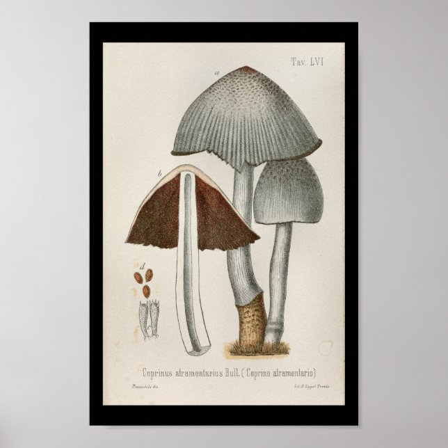 Vintage 1899 Mushrooms Brown White Art Print (Front)