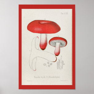 Vintage 1899 Mushrooms Red Cap Art Print