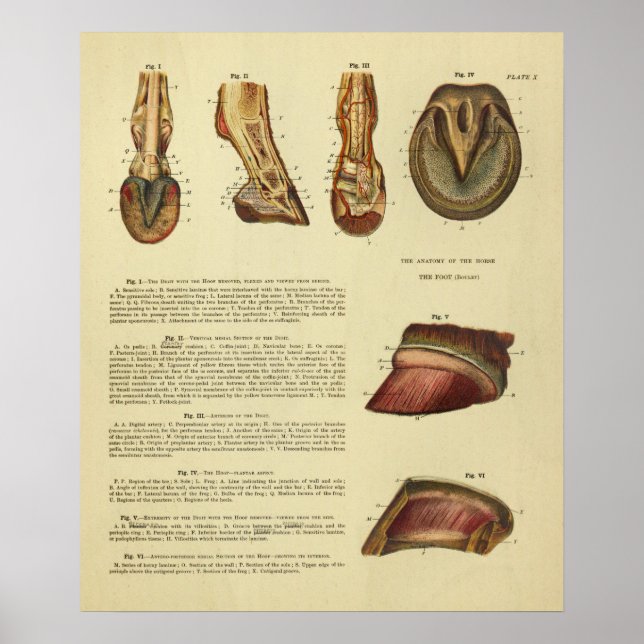 Vintage 1900 Horse Foot Hoof Anatomy Print (Front)