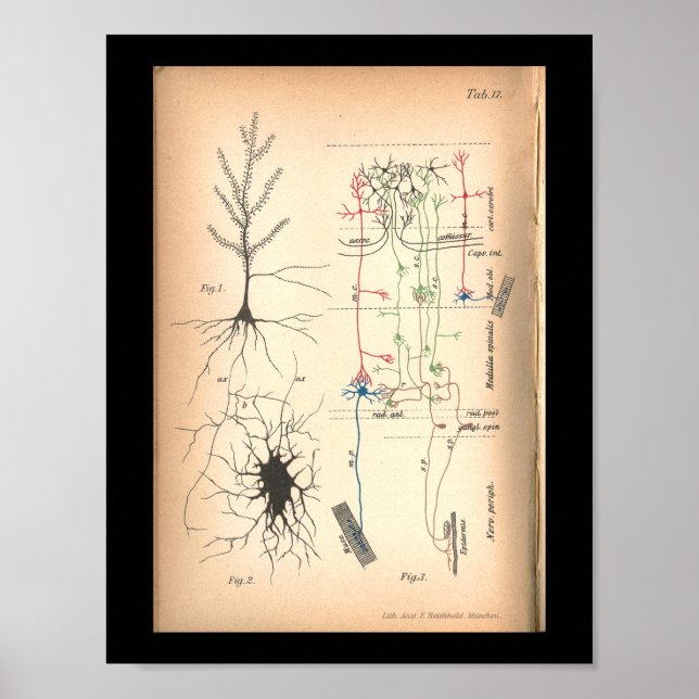Vintage 1901 Nerve Neuron Anatomy Print (Front)