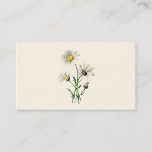 Vintage 1902 Daisies Old Wild Flower Illustration Business Card