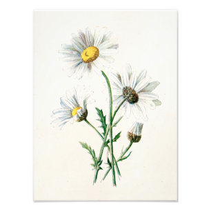 Vintage 1902 Daisies Old Wild Flower Illustration Photo Print