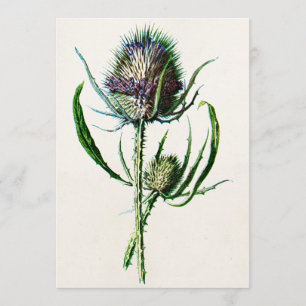 Vintage 1902 Old Scottish Thistle Wild Flower Card
