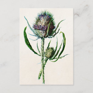 Vintage 1902 Old Scottish Thistle Wild Flower Card