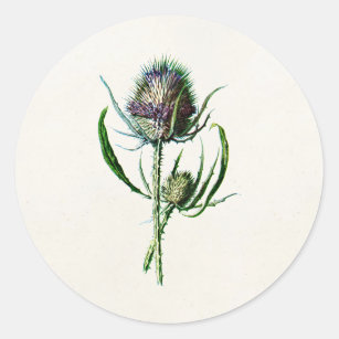 Vintage 1902 Old Scottish Thistle Wild Flower Classic Round Sticker