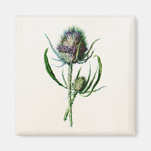 Vintage 1902 Old Scottish Thistle Wild Flower Magnet