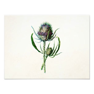 Vintage 1902 Old Scottish Thistle Wild Flower Photo Print