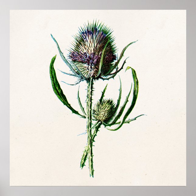 Vintage 1902 Old Scottish Thistle Wild Flower Poster (Front)