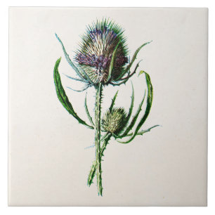 Vintage 1902 Old Scottish Thistle Wild Flower Tile