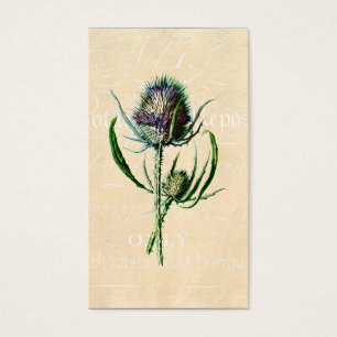 Vintage 1902 Scottish Thistle Antique Wildflower