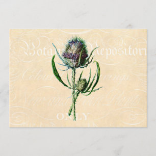 Vintage 1902 Scottish Thistle Antique Wildflower Card