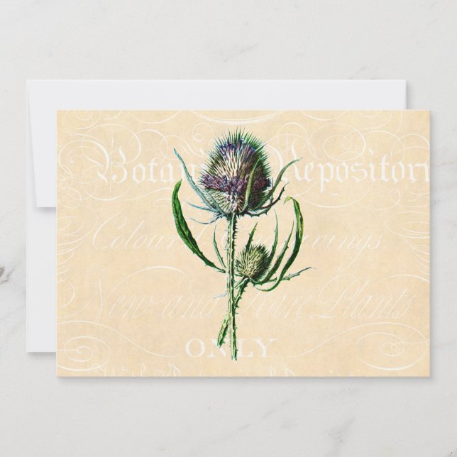 Vintage 1902 Scottish Thistle Antique Wildflower Card (Front)