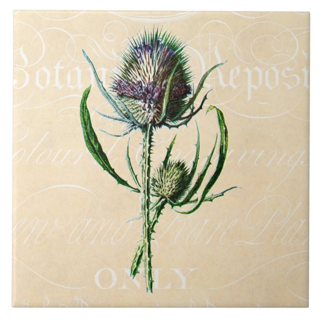 Vintage 1902 Scottish Thistle Antique Wildflower Tile (Front)