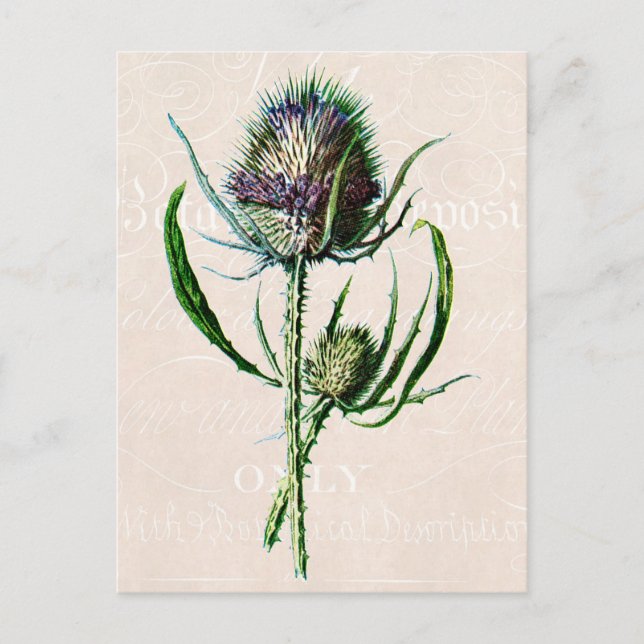 Vintage 1902 Scottish Thistle Old Wild Flower Postcard (Front)