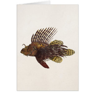 Vintage 1905 Lionfish Scorpionfish Retro Lion Fish