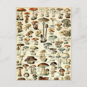 Vintage 1909 Mushroom Art by Adolphe Millot Postcard