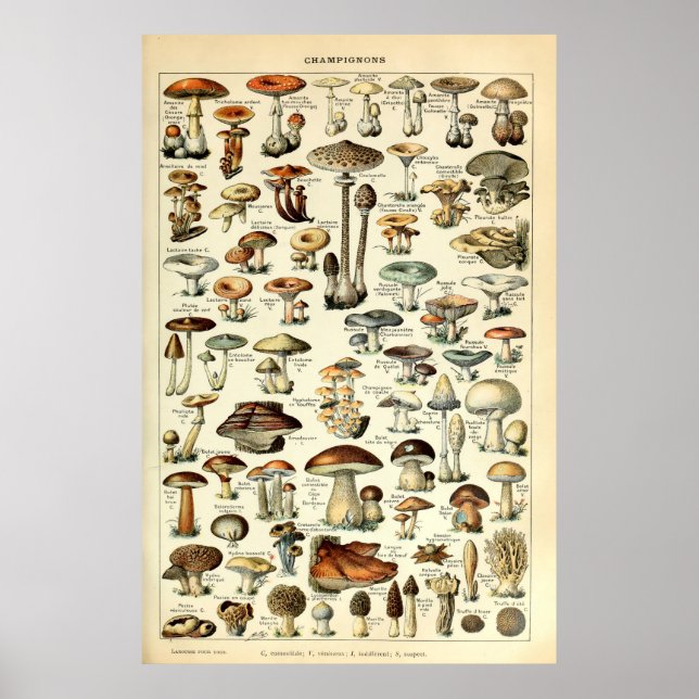 Vintage 1909 Mushroom Art by Adolphe Millot Poster (Front)
