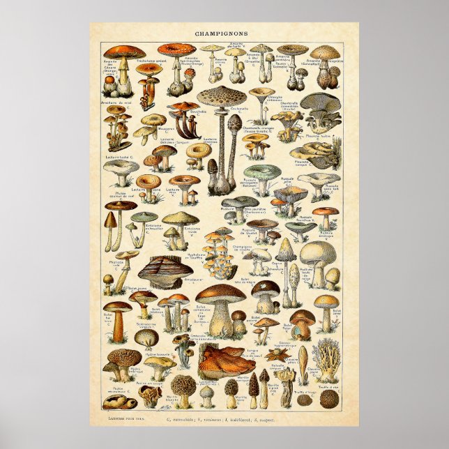 Vintage 1909 Mushrooms Art by Adolphe Millot Poster (Front)