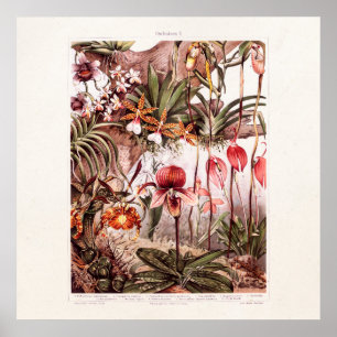 Vintage 1911 Orchid Flower Variety Illustration Poster