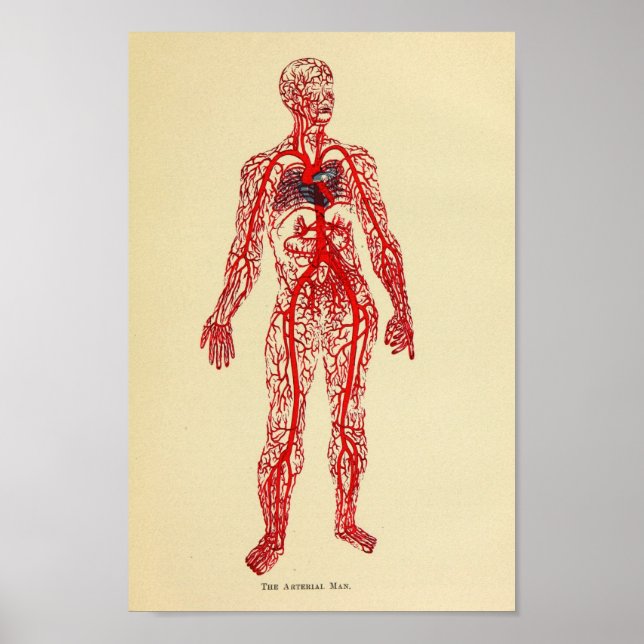 Vintage 1920 Artery Anatomy Art Print (Front)