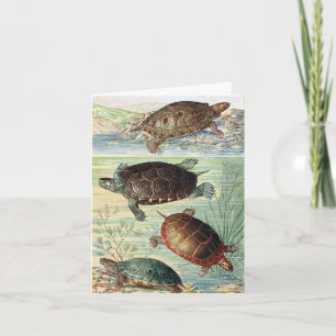 Vintage 1920 Book Turtles Illustration Note Card