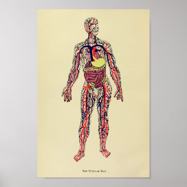 Vintage 1920 Organ Anatomy Art Print (Front)