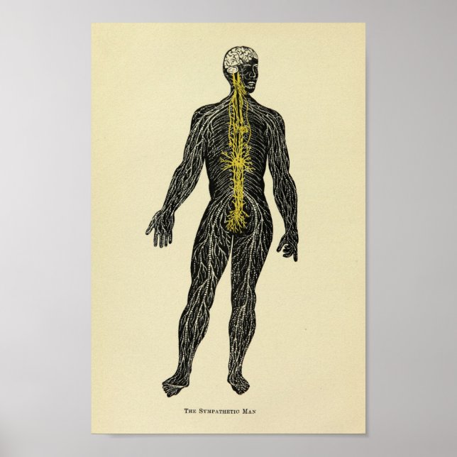 Vintage 1920 Sympathetic Nerves Anatomy Art Print (Front)