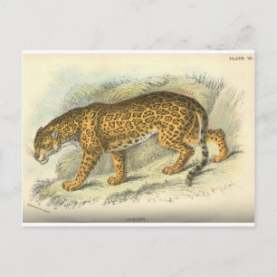 vintage 19th century jaguar illustration postcard