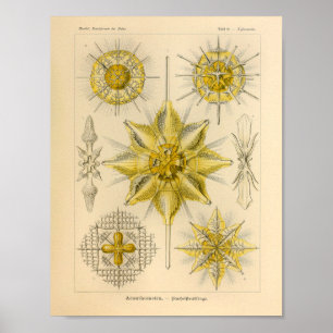 Vintage Acanthometra Colour Ernst Haeckel Print