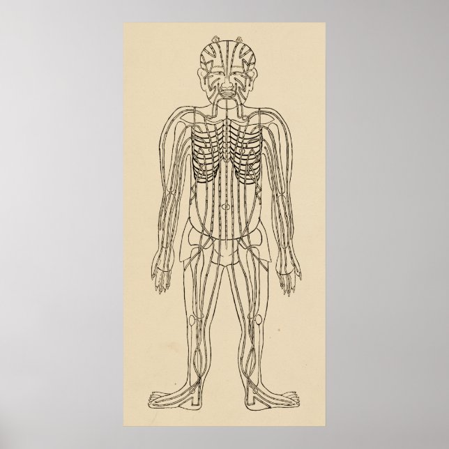 Vintage Acupuncture Meridian Pathways Points Poster (Front)