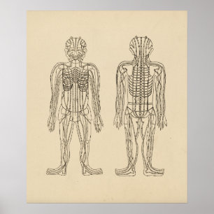 Vintage Acupuncture Meridian Pathways Points Poster