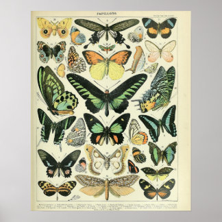 Vintage Adolphe Millot Print Butterflies Pattern-B