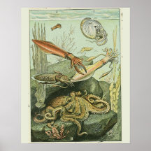 Vintage Adolphe Millot Print molluscs Pattern