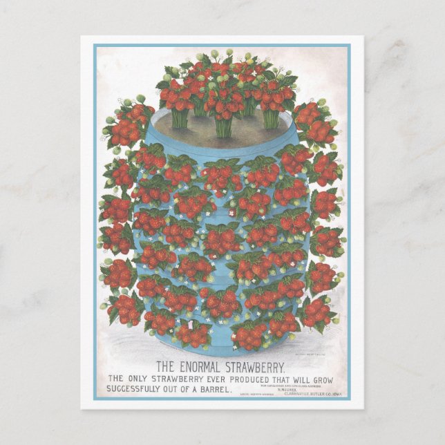 Vintage Advertisement for Enormal Strawberry Postcard (Front)