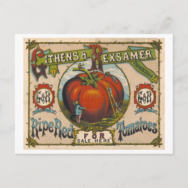Vintage Advertisement for Ripe Red Tomatoes Postcard (Front)