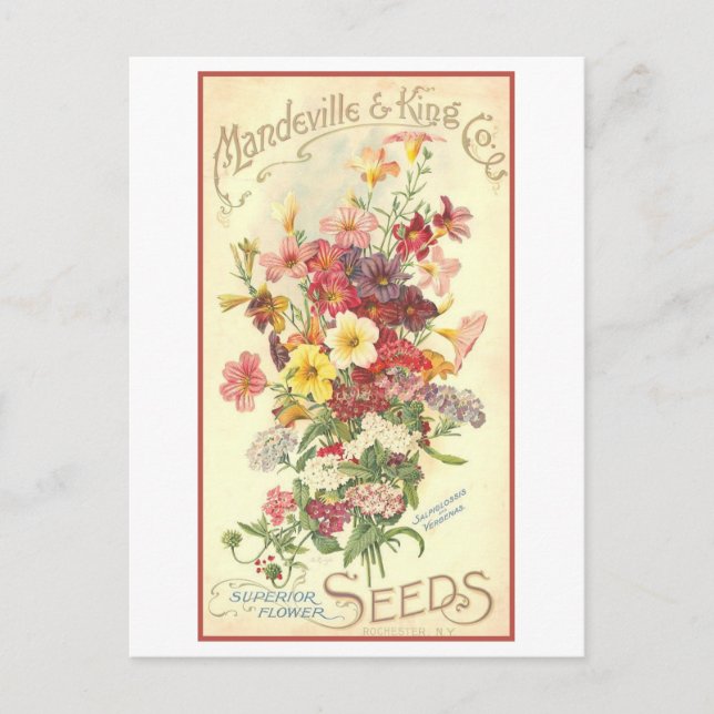 Vintage Advertisement Mandeville Flower Seeds Postcard (Front)