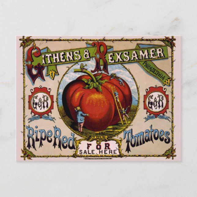 Vintage Advertisement Ripe red tomatoes Postcard (Front)