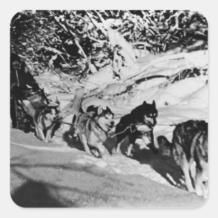 Vintage Alaska eskimo Malamute sled racing 1970 Square Sticker