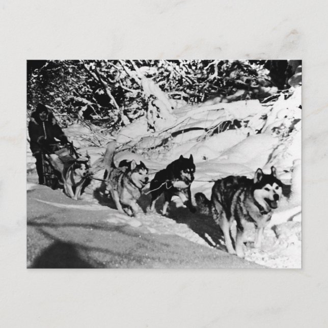 Vintage Alaska eskimo Malamute sled racing Postcard (Front)