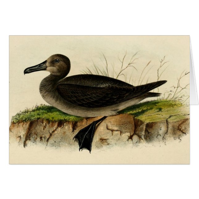 Vintage Albatross (Front Horizontal)