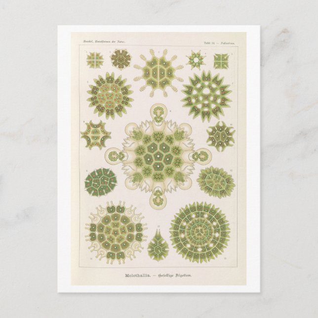 Vintage Algae by Haeckel Postcard (Front)