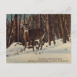 Vintage Allegheny National Forest, Pennsylvania Postcard