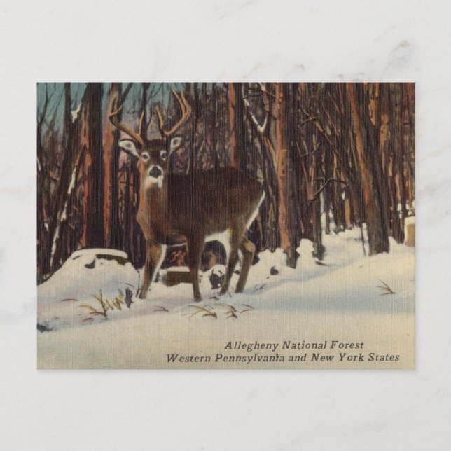 Vintage Allegheny National Forest, Pennsylvania Postcard (Front)