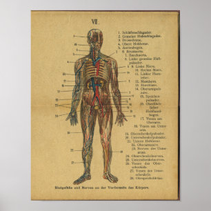 Vintage allemand Anatomie Impression Artères Nerve