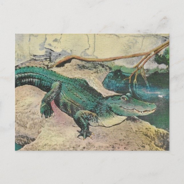 Vintage Alligator Illustration Postcard (Front)