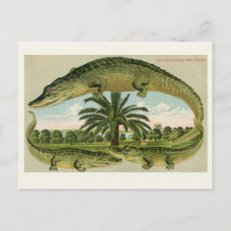 Vintage Alligator Postcard