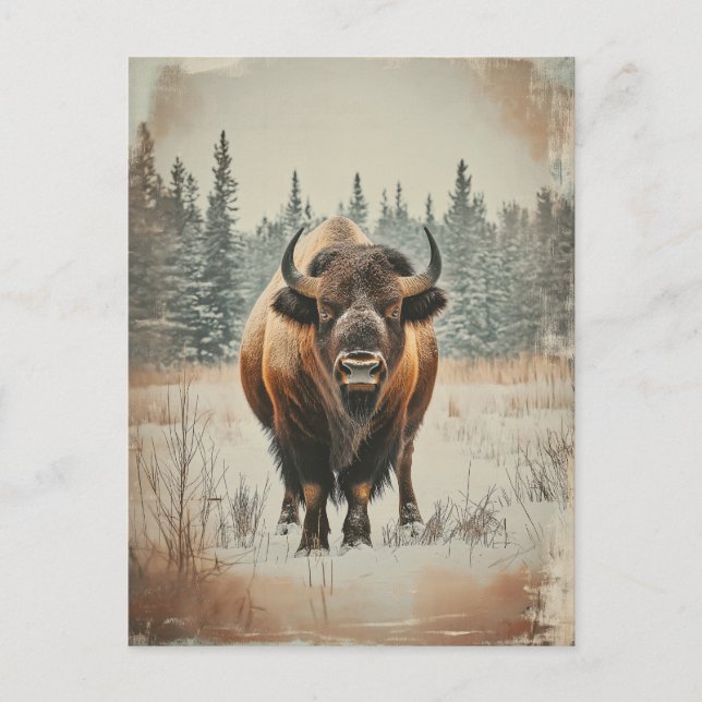 Vintage American buffet Bison in winter Postcard (Front)