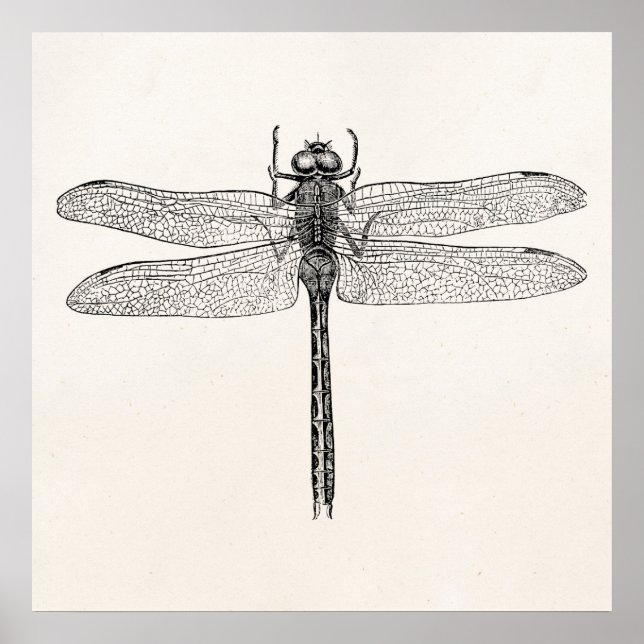 Vintage American Dragonfly Dragon Fly Template Poster (Front)
