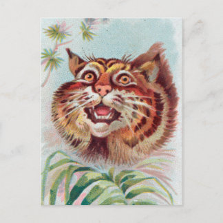 Vintage American Wild Cat Postcard